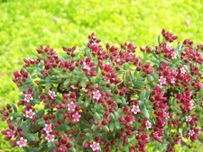 Crassula sarcocaulis -  in 9cm pots, Hardy Alpine