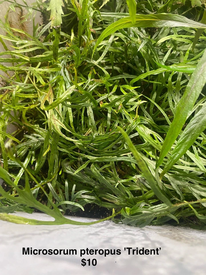 Java Fern 'Trident' (Microsorum Pteropus "Narrow") Heated Shipping - Image 2 of 4