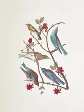68x22 American Vintage Wallpaper Roll Bird Botanical Flycatcher Wren Design Wal