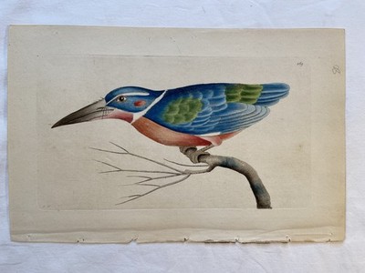 Antique F Nodder Kingfisher Bird Print Hand Colored Engraving 6 ,9  1795