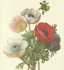 P. J. Redoute Print #7 Anemone simplex. Anemone boquet. Botanical Flower