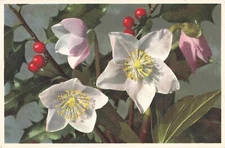 Postcard 1693 Helleborus niger - Christrose Schneerose unposted VTG VPC02.