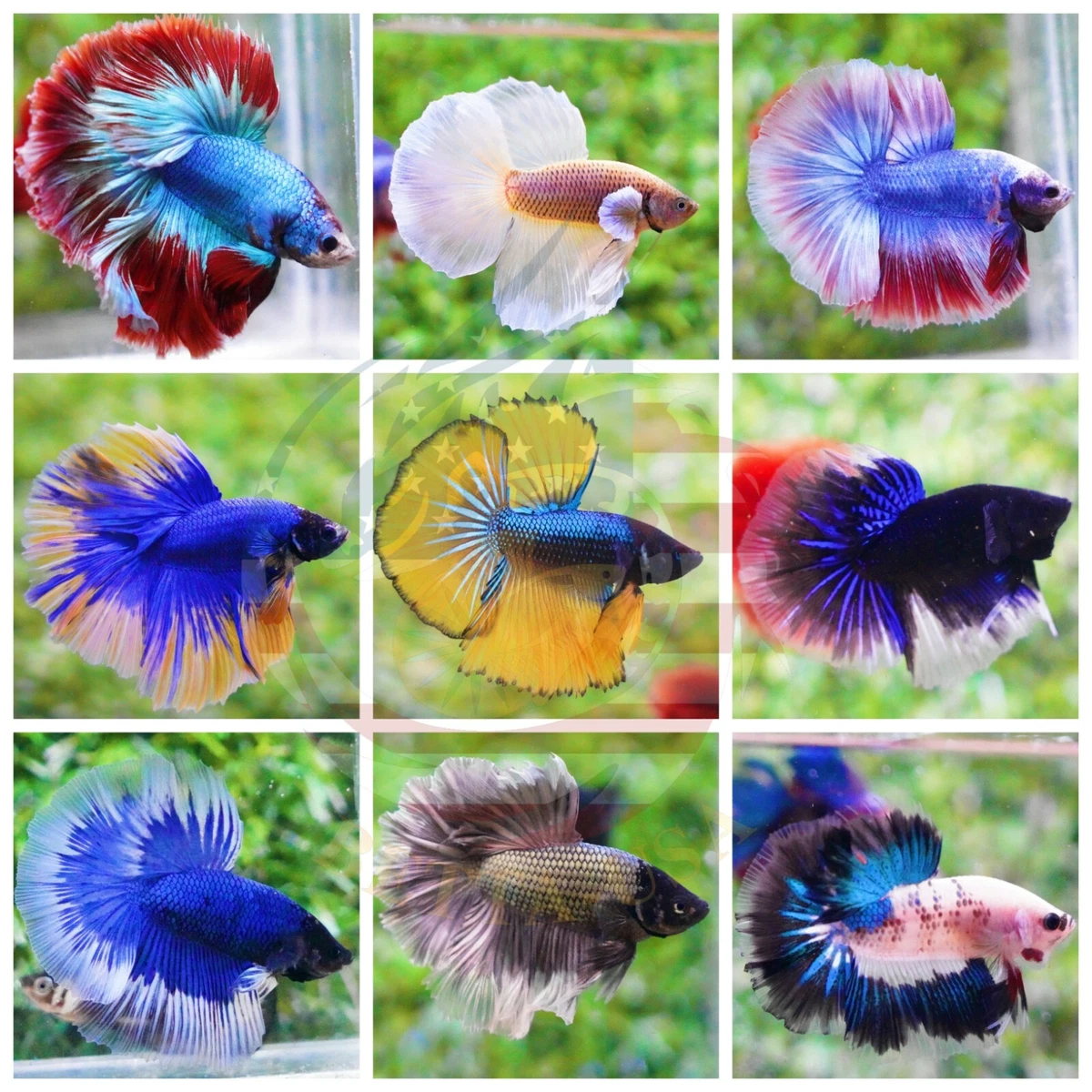 Live Betta Fish - High Quality Grade A+++ Halfmoon Live Betta