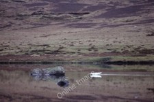 Photo 6x4 Loch of East Yell Gossabrough The bird is an extremely rare vis c1989