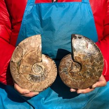 2pc 3.49LB Natural Large Beautiful Ammonite Fossil Conch Specimen Healing
