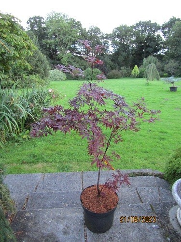 Acer palmatum red emperor 90-100x90-100cm - Picture 3 of 4