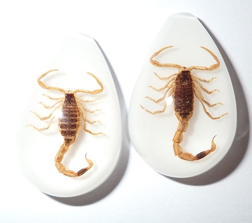 Cabochon Golden Scorpion Pear Shape (cut top) 33x22 mm White Bottom 12 pcs Lot - Picture 3 of 18