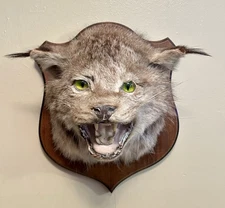 Vintage LYNX Head Wall Hanging Mount Taxidermy Mount NICE
