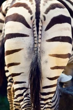 Zebra Butt Photo Photograph Zebra Pictures Wall Decor Zebra Black and White Anim