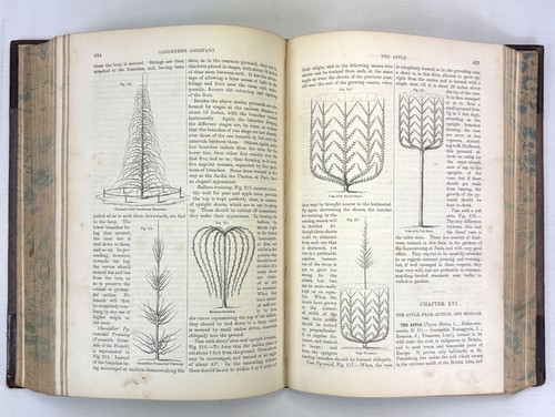 The Gardener's Assistant; Practical and Scientific Robert Thompson, Blackie 1859 - Picture 10 of 12