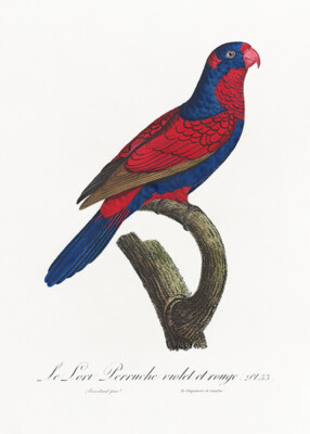 Red-And-Blue Lory, Eos Histrio - 1800's - Francois Levaillant - Bird Magnet