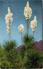 YUCCA PLANT IN BLOOM E.C. Kropp Vintage Chrome Postcard A79