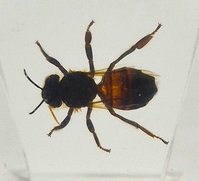 44mm Real Honeybee Honey Bee in Clear Lucite Resin Science Education Specimen