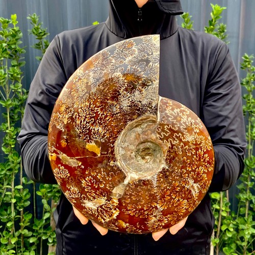 8.4LB Large of natural color conch fossils from Madagascar - 第 3/13 張圖片