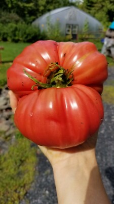 Mortgage Lifter Halladay's Heirloom Tomato Seeds - 25+ Seeds | Pink Beefsteak 1-1.5 Lbs, 80-90 Days 2 thumbnail image