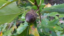 Swamp White Oak Acorns Last 20!! Float Tested, High Viability,for planting