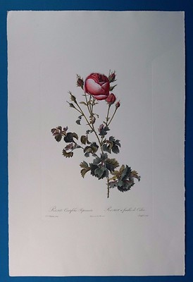 P.J Redoute ''Rosa Centifolia Bipinnata'' Botanic Hand Colored Print by Langlois