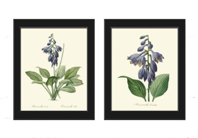 Blue Hosta Prints Wall Art Set of 2 Botanical Flowers Vintage Antique Unframed