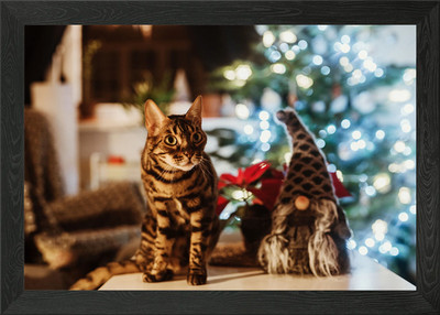 Gerahmtes Wandbild Poster Leinwanddruck Bild Katze Katzen Katze