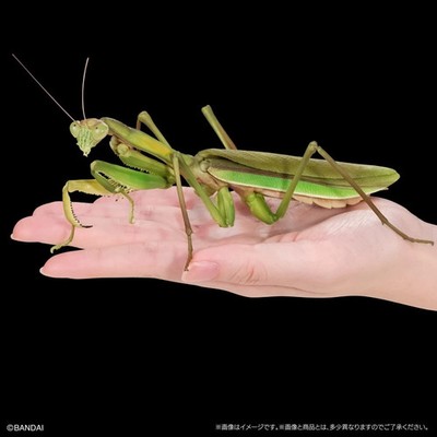 The Diversity of Life on Earth Advance Mantis & Grasshopper