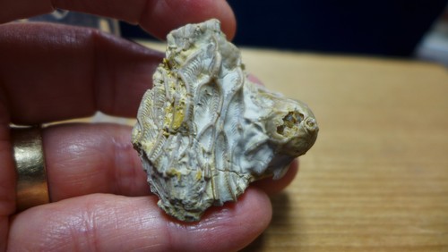 GEOLOGICAL ENTERPRISES Ordovician fossil Crinoid Pararchaeocrinus decoratus Okla - Picture 5 of 5