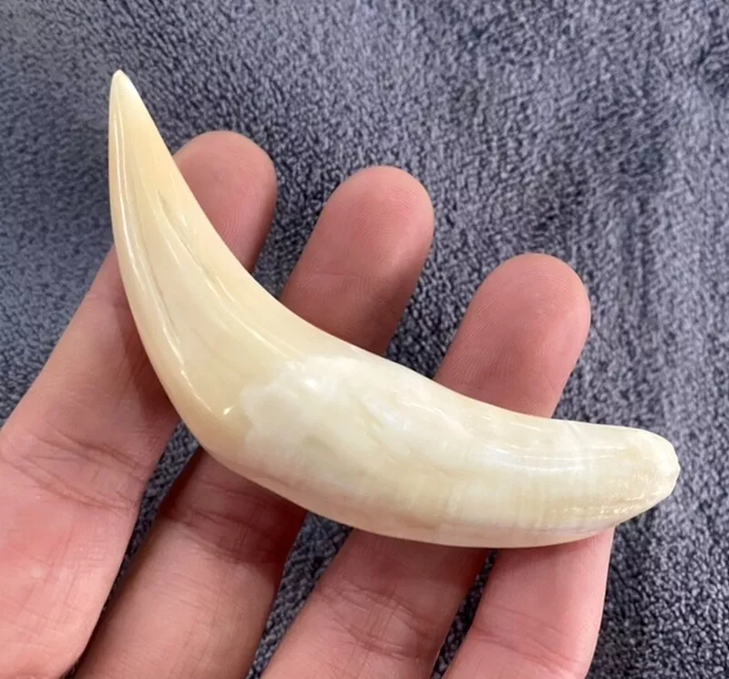 Camel tooth necklace clearance