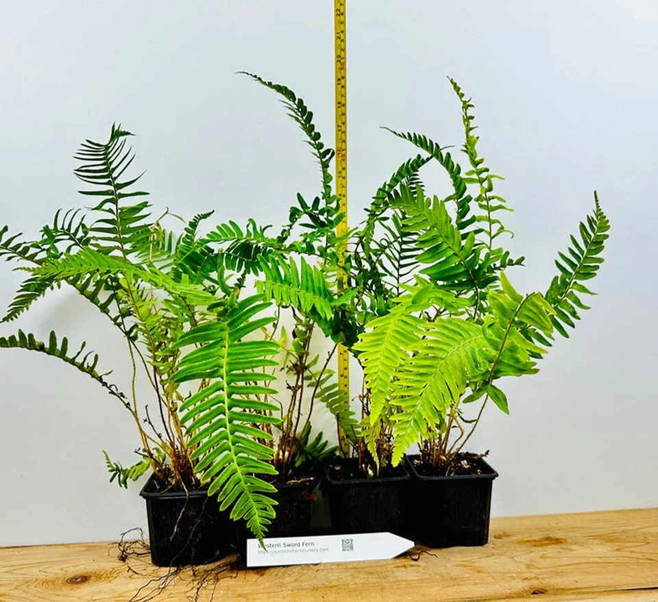 Western Sword Ferns (Polystichum Munitum) - Large 3.5 inch potted plants - Image 3 of 4