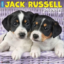 Willow Creek Press Calendars, Jack Russell Puppies 2025 Wall Calendar
