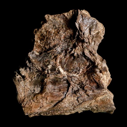 2,2 Zoll Ichthyodectes Fisch fossile Wirbelknochen späte Kreidezeit Niobrara Fm - Bild 5 von 10