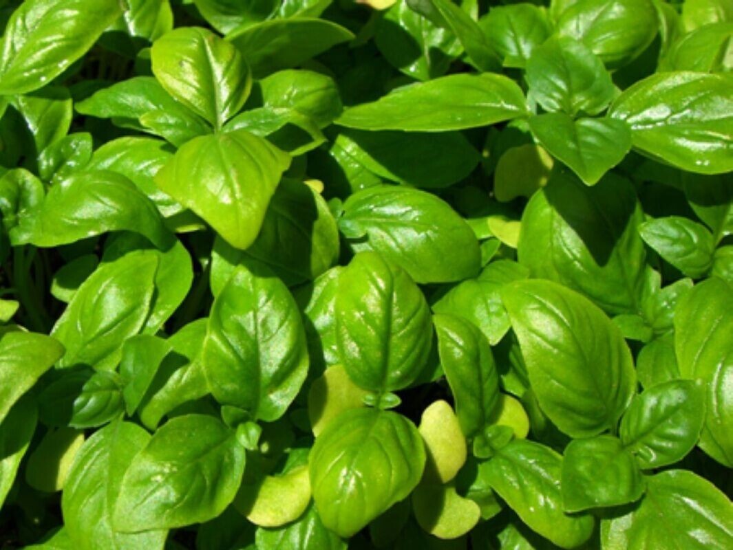 ALBAHACA ITALIANA CON HOJAS GRANDES Basil 20+ Semillas - Seeds - Graines F 056