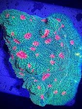 Bubblegum monster chalice 3/4 inch frag Coral King Wysiwyg live coral frag