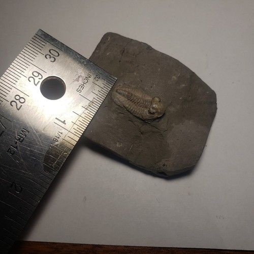 Cummingella Trilobite Fossil - Picture 8 of 12