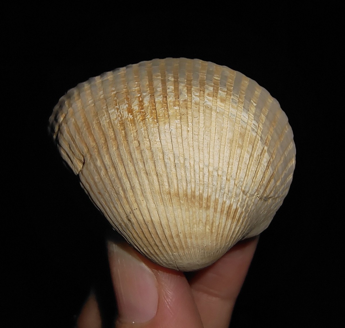 005, SEASHELL MOLLUSCA, CLAM FOSSIL, BIVALVIA ARCIDAE FROM