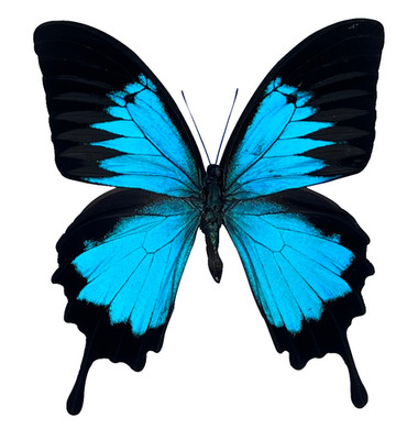 1 Real Blue Emperor Butterfly Taxidermy Papilio Ulysses Spread Specimen Art