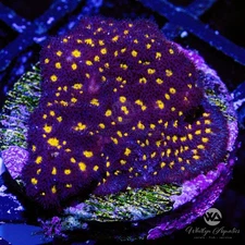 (E8) WA Starry Night Psammocora - WYSIWYG Live Coral Frag
