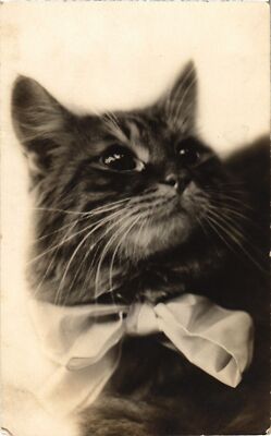 CPA AK CATS (1340448)