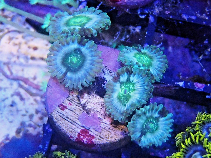 WYSIWYG wonka berry palys
