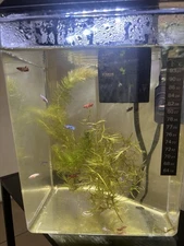 Assorted Baby Bettas 2 Months Old Lot (10 Bettas)