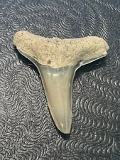 FOSSILIZED SHARK TOOTH…7/8 Inch LEMON from Bone Valley Florida 