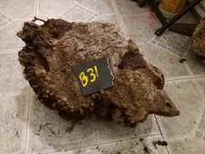 B31 Manzanita BURL Root Wood Projects