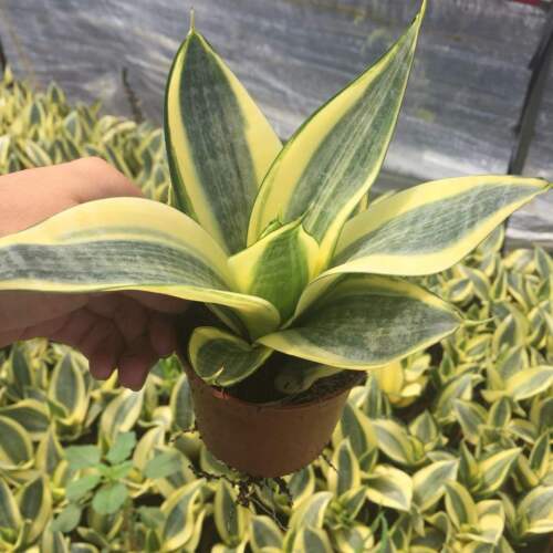 8CM Sansevieria trifasciata 'Laurentii compacta' Sukkulente Kaktus Pflanze wunderschön - Bild 2 von 6