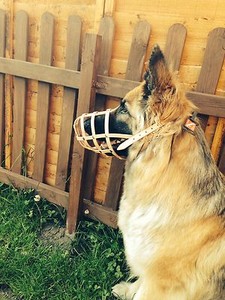 baskerville muzzle for german shepherd