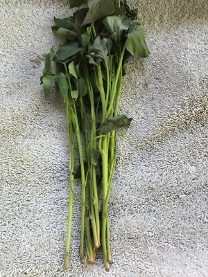 20 BEAUREGARD SWEET POTATO SLIPS/CUTTINGS/PLANTS  **SHIPPING STARTS MID-MAY**
