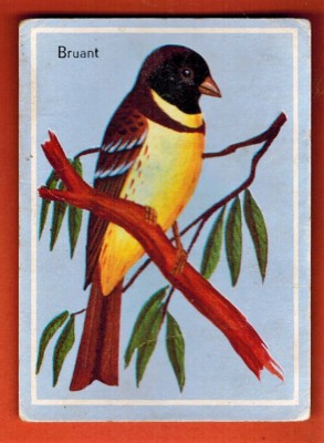  Vers 1960 - Image Educative Cartonnée - Chromo - Bruant - Oiseau-Réf.180