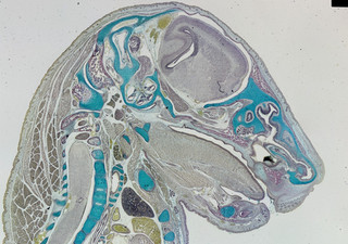 Antique microscope slide. "Entire Mammal Embryo" Untitled. Beautifully prepared.