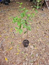 Large 43" Rooted TX Florida Live Oak Tree Evergreen Quercus
