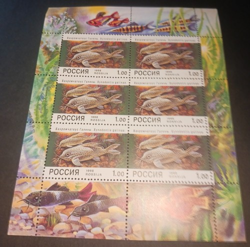 Russland. 1998. Aquarium Fische. Sc# 6443a 6er Bogen. - Bild 1 von 1
