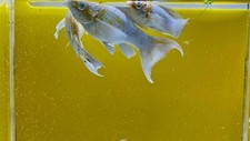 Molly pikachu blue eye lyretail long body breeding Live Fish USA Breeder