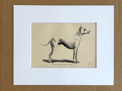 Antique Dog Print  in 8 x 10 Mat, ca. 1890:  The White English Terrier Eclipse