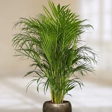 15 Areca Butterfly Palm Tree Seeds - Dypsis lutescens - Indoor Houseplant Seeds